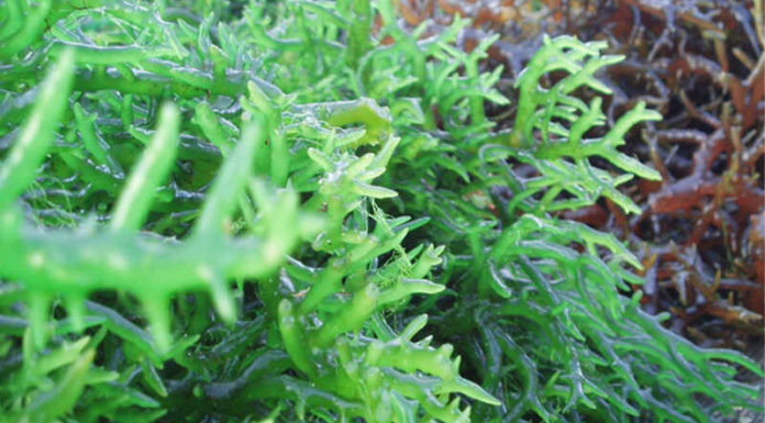 How to Make Agar Agar Powder Soft and Crispy