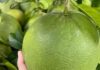 How Much Does 1kg of Old Green Skin Pomelo Cost and What Makes it Special?