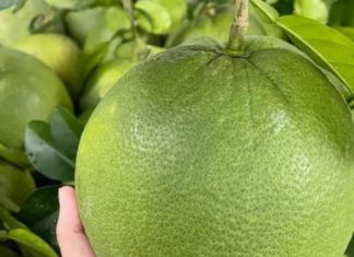 How Much Does 1kg of Old Green Skin Pomelo Cost and What Makes it Special?