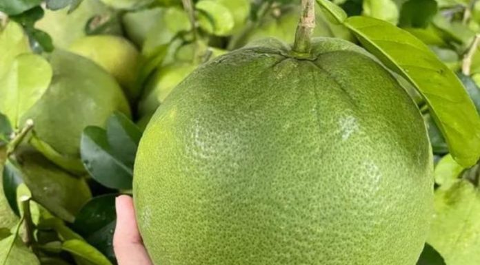 How Much Does 1kg of Old Green Skin Pomelo Cost and What Makes it Special?