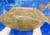 Choosing and Buying Butterfish (Tongue Sole): Where and How Much?