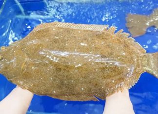 Choosing and Buying Butterfish (Tongue Sole): Where and How Much?