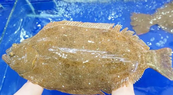 Choosing and Buying Butterfish (Tongue Sole): Where and How Much?