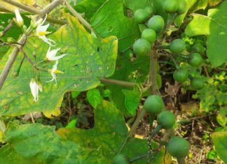 Foraged Custard Apples – A Wild Specialty From the Forest Region Now Much Sought After