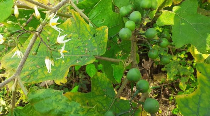 Foraged Custard Apples – A Wild Specialty From the Forest Region Now Much Sought After