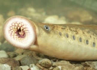 Uncover the Magic of Stone Fish Cuisine: Delicious Dishes Unveiled