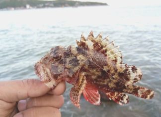 Taste the Amazingness of Mudskipper Fish