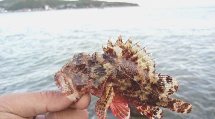 Taste the Amazingness of Mudskipper Fish