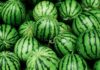 Tips for Selecting an Ideal Watermelon for the Tet Fruit Tray