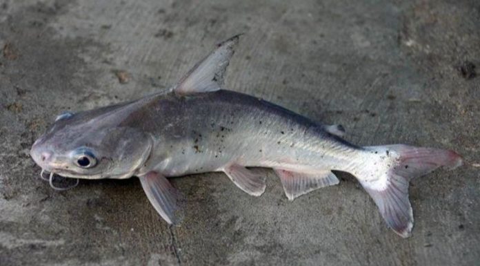 Exploring Barramundi Fish: Cost, Dishes, and More