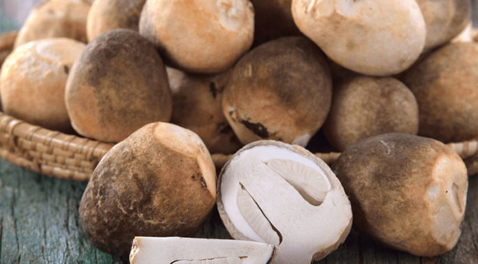 The Miraculous Health Benefits of Edible Mushrooms