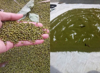 Tips for Prolonging the Life of Beans and Seeds and Preventing Moth Infestation