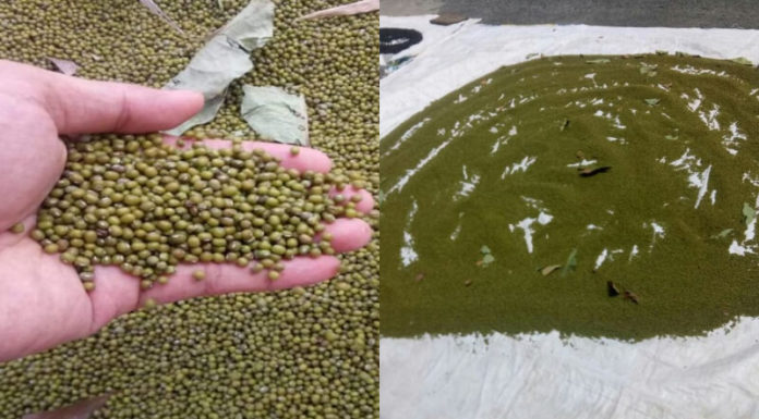 Tips for Prolonging the Life of Beans and Seeds and Preventing Moth Infestation