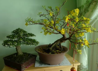 Tips for Maintaining Plum Blossom Trees at Home After Tet for Yearly Enjoyment