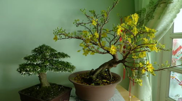 Tips for Maintaining Plum Blossom Trees at Home After Tet for Yearly Enjoyment