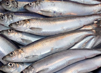 Selecting Fresh and Delicious Catfish to Meet Standards