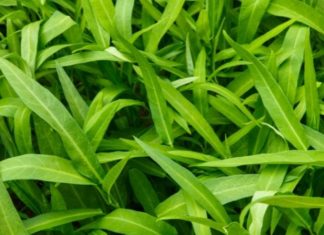 Choosing Chemical-Free Morning Glory Vegetables for a Clean Diet