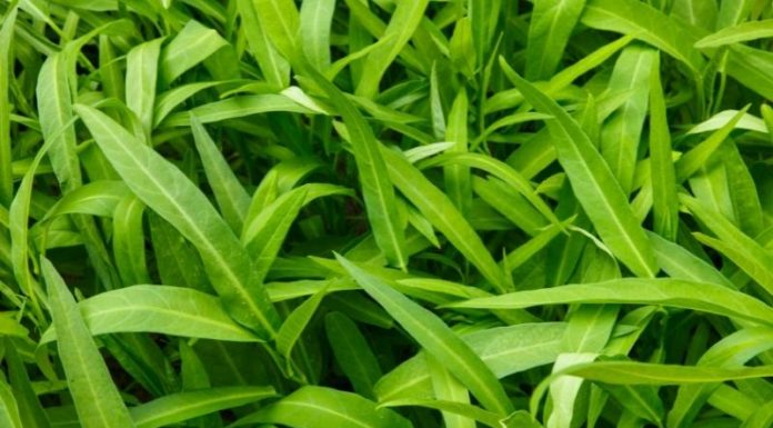 Choosing Chemical-Free Morning Glory Vegetables for a Clean Diet