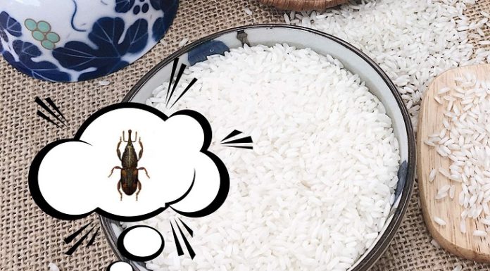 Effective Methods for Eliminating Rice Weevils