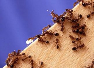 The Secret to an Ant-Free Sugar Jar