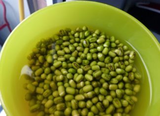 “How to Make Fresh and Safe Homemade Bean Sprouts in 5 Easy Steps”