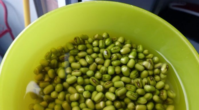 “How to Make Fresh and Safe Homemade Bean Sprouts in 5 Easy Steps”