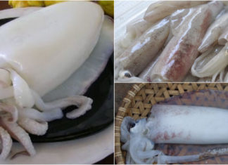 Tips for Making Deliciously Tender Squid