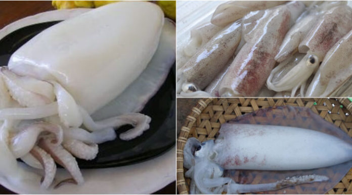 Tips for Making Deliciously Tender Squid