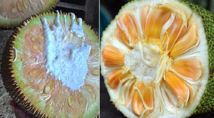 Differentiating Natural and Artificial Ripening of Fruits