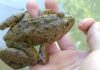 How to Discriminate Wild vs. Farmed Frogs and Safely Handle Them