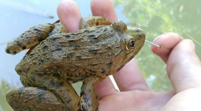 How to Discriminate Wild vs. Farmed Frogs and Safely Handle Them