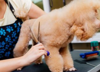 Bathing a Poodle Dog: Simple Steps to Achieving a Long-Lasting Fragrance and Avoiding Tangled Hair