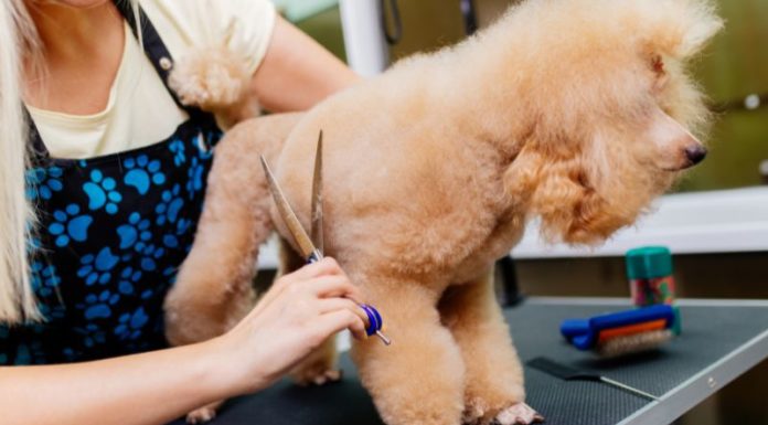 Bathing a Poodle Dog: Simple Steps to Achieving a Long-Lasting Fragrance and Avoiding Tangled Hair