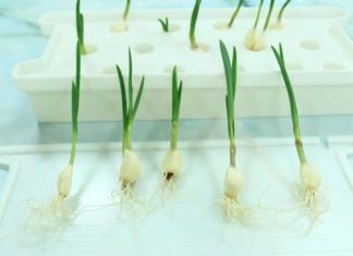 Gardening Made Simple: Growing Herbs Without Seeds