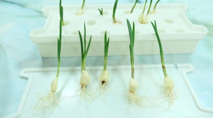 Gardening Made Simple: Growing Herbs Without Seeds