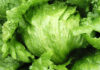 Tips for Gently Handling Lettuce: A Must-Know Skill for Every Home Cook