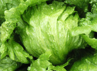 Tips for Gently Handling Lettuce: A Must-Know Skill for Every Home Cook
