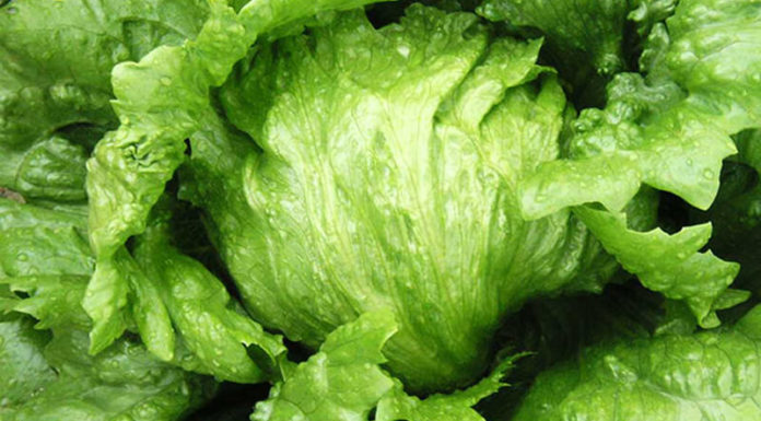 Tips for Gently Handling Lettuce: A Must-Know Skill for Every Home Cook