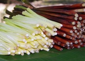 What are Năng Trees? What Dishes Can be Made with Năn Bộp?