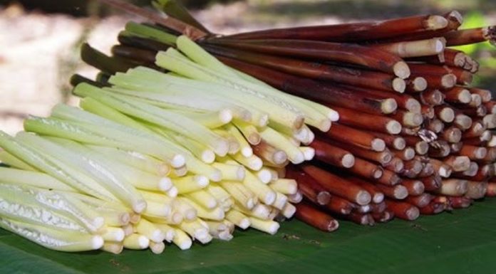 What are Năng Trees? What Dishes Can be Made with Năn Bộp?