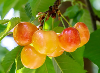 Where to Purchase Yellow Cherries and How Much Do They Cost Per Kilogram?