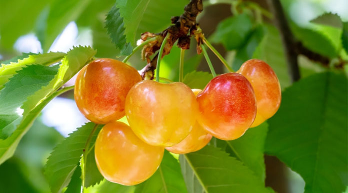 Where to Purchase Yellow Cherries and How Much Do They Cost Per Kilogram?