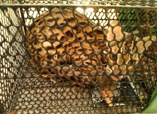 Capturing Rare African Wildcats in the Southwest Region