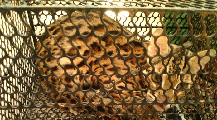 Capturing Rare African Wildcats in the Southwest Region