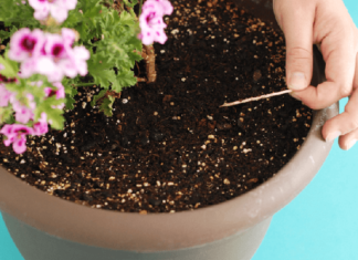 Discover the Amazing Benefits of Using a Toothpick!