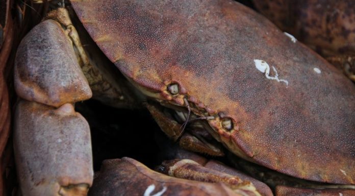 Discovering the Culinary Delights of Norwegian Brown Crabs