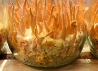 Handling Moldy Cordyceps militaris: Identifying Warning Signs