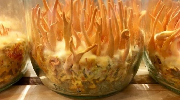 Handling Moldy Cordyceps militaris: Identifying Warning Signs