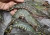 Warning Signs to Identify before Buying Shrimp