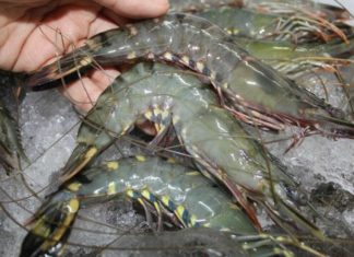 Warning Signs to Identify before Buying Shrimp